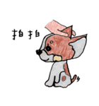チワワと私（個別スタンプ：12）