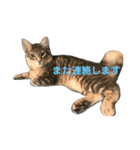 うちの猫達2（個別スタンプ：1）