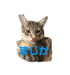 うちの猫達2（個別スタンプ：4）