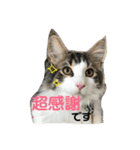 うちの猫達2（個別スタンプ：5）