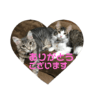 うちの猫達2（個別スタンプ：6）