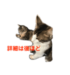うちの猫達2（個別スタンプ：7）