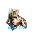 ダラけ猫（個別スタンプ：1）