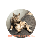 ダラけ猫（個別スタンプ：3）