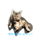 ダラけ猫（個別スタンプ：5）