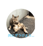 ダラけ猫（個別スタンプ：6）
