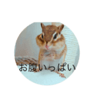 しまりすメイちゃん（個別スタンプ：7）