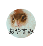 しまりすメイちゃん（個別スタンプ：8）
