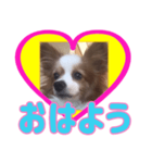 パピヨン犬のスタンプ第一弾（個別スタンプ：1）