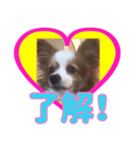 パピヨン犬のスタンプ第一弾（個別スタンプ：7）