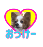 パピヨン犬のスタンプ第一弾（個別スタンプ：12）