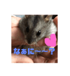 コロたんスタンプ（個別スタンプ：8）