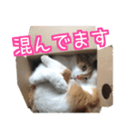 かぐら＆のんた（個別スタンプ：6）