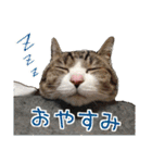 かぐら＆のんた（個別スタンプ：11）