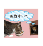 かぐら＆のんた（個別スタンプ：15）
