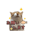かぐら＆のんた（個別スタンプ：16）