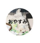 マルキャバ（個別スタンプ：5）