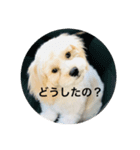 マルキャバ（個別スタンプ：6）