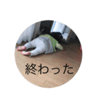 Emma‘s stickers（個別スタンプ：23）