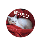 すくすくシロッコ★1ヶ月目（個別スタンプ：1）