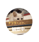 すくすくシロッコ★1ヶ月目（個別スタンプ：6）