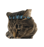 うみちゃんの心の声2（個別スタンプ：2）