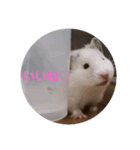うちのハムハム’s(Lv2)（個別スタンプ：1）