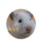 うちのハムハム’s(Lv2)（個別スタンプ：3）