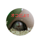うちのハムハム’s(Lv2)（個別スタンプ：5）