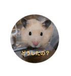 うちのハムハム’s(Lv2)（個別スタンプ：8）