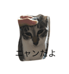 にゃんこモック（個別スタンプ：1）