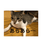 にゃんこモック（個別スタンプ：3）