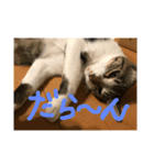 にゃんこモック（個別スタンプ：6）