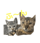 お家の可愛い猫達（個別スタンプ：2）