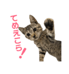 お家の可愛い猫達（個別スタンプ：3）