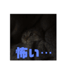 お家の可愛い猫達（個別スタンプ：4）