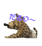 お家の可愛い猫達（個別スタンプ：5）