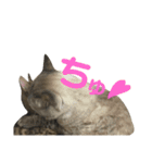 お家の可愛い猫達（個別スタンプ：6）