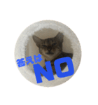 お家の可愛い猫達（個別スタンプ：7）