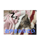 お家の可愛い猫達（個別スタンプ：9）
