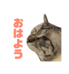 お家の可愛い猫達（個別スタンプ：10）