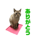 お家の可愛い猫達（個別スタンプ：12）