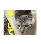 お家の可愛い猫達（個別スタンプ：14）