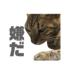 お家の可愛い猫達（個別スタンプ：15）