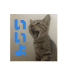 お家の可愛い猫達（個別スタンプ：16）
