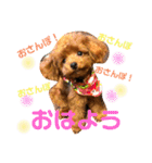 チビぷーちゃん(毎日使える)（個別スタンプ：1）