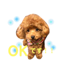 チビぷーちゃん(毎日使える)（個別スタンプ：3）