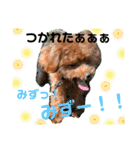 チビぷーちゃん(毎日使える)（個別スタンプ：5）