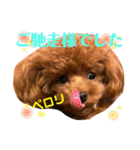 チビぷーちゃん(毎日使える)（個別スタンプ：9）