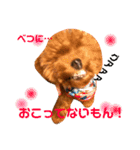 チビぷーちゃん(毎日使える)（個別スタンプ：10）